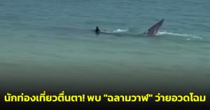 นักท่องเที่ยวตื่นตา! พบ "ฉลามวาฬ" ว่ายอวดโฉมหน้าหาดเกาะเสม็ดแบบใกล้ชิด
