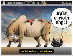 เจอวัวสันหลังหวะ...อย่าผลีผลาม