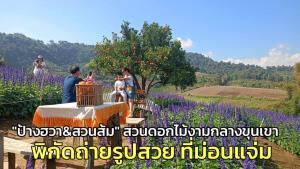 "ป้างฮวา&amp;สวนส้ม" สวนดอกไม้งามกลางขุนเขา พิกัดถ่ายรูปสวย ที่ม่อนแจ่ม