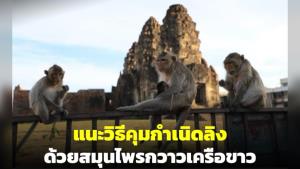 อ.เจษฎ์ แนะวิธีคุมกำเนิดลิง ด้วยสมุนไพรกวาวเครือขาว แก้ปัญหาลิงล้นเมือง