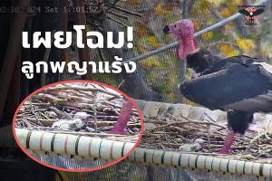 ชมคลิปสุดปลื้ม! “พญาแร้งฟักไข่ใบแรกกลางป่าห้วยขาแข้ง"