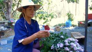 (คลิป) บุกสวนกุหลาบพื้นที่ปลูกใหญ่สุดในขอนแก่น@สีชมพู ตัดดอกขายเฉพาะวันวาเลนไทน์กว่า 20,000 ดอก