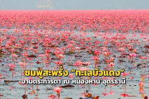 “ทะเลบัวแดง” แห่งหนองหาน บานสะพรั่งสวยงาม ชมได้ถึง มี.ค. 67