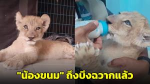 สุดน่ารัก! ลูกสิงโตน้อยของกลาง "น้องขนม" ถึงบึงฉวากแล้ว
