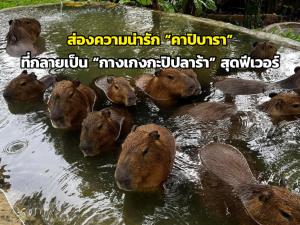 ส่องความน่ารัก “คาปิบารา” ที่กลายเป็น “กางเกงกะปิปลาร้า” สุดฟีเวอร์