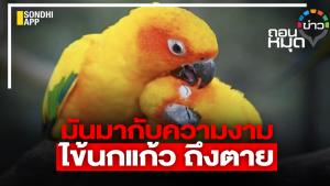 มันมากับความงาม ไข้นกแก้ว ถึงตาย
