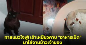 ทาสแมวใจฟู! เจ้าเหมียวคาบ "อาหารเม็ด" มาใส่จานข้าวเจ้าของ พร้อมตั้งคำถามน้องต้องการสื่ออะไร?