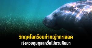 "ดร.ธรณ์" ชี้วิกฤตโลกร้อนทำหญ้าทะเลลด เร่งควบคุมดูแลหวั่นหญ้าทะเลไม่หวนคืนมา