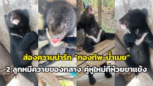 ส่องความน่ารัก “กองทัพ-น้ำเมย” 2 ลูกหมีควายของกลาง คู่หูใหม่ที่ห้วยขาแข้ง