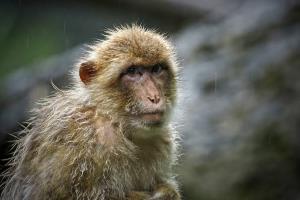 ไวรัส Monkey B ตระกูลเดียวกับเริม พบแพร่ในลิง มียารักษา ติดจากคนสู่คนน้อยมาก