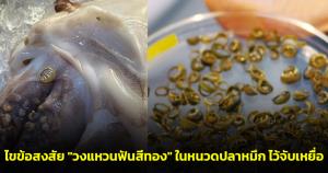 “หมอแล็บฯ” ไขข้อสงสัย "วงแหวนฟันสีทอง" ในหนวดปลาหมึกไว้จับเหยื่อ