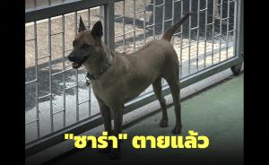 เทศบาลรับสารภาพ "ซาร่า" ตายแล้ว เพราะการจับผิดวิธี