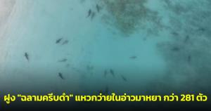 ตื่นตา! กรมอุทยานฯ เปิดคลิปฝูง "ฉลามครีบดำ" แหวกว่ายในอ่าวมาหยา กว่า 281 ตัว