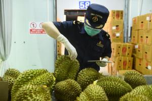 หลายชาติมุ่งส่งออก 'ทุเรียน' ตีตลาดจีน ทุเรียนไทยเสี่ยงไม่ได้ 'ยืนหนึ่ง' อีกต่อไป