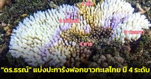 "ดร.ธรณ์" แบ่งปะการังฟอกขาวทะเลไทย มี 4 ระดับ เผยหากน้ำเย็นรอดปะการังอาจฟื้นกลับมาได้