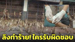 อีกแล้ว! ร้องขอความเป็นธรรม ถูกลิงทำร้าย ใครรับผิดชอบ ลั่นเมืองลพบุรีกำลังจะร้าง