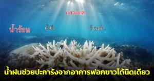 "ดร.ธรณ์" ตอบชัด น้ำฝนช่วยปะการังจากอาการฟอกขาวได้นิดเดียว