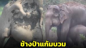 หมอล็อตเผยภาพ “ช้างป่าแก้มบวม” ยืนซึม น้ำลายไหล กินไม่ได้ มีลูกช้างยืนเคียงข้าง