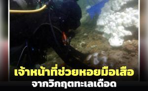 ดร.ธรณ์เผยภาพเจ้าหน้าที่ช่วยหอยมือเสือจากวิกฤตทะเลเดือด