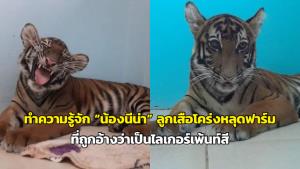 ทำความรู้จัก “น้องนีน่า” ลูกเสือโคร่งหลุดฟาร์ม ที่ถูกอ้างว่าเป็นไลเกอร์เพ้นท์สี