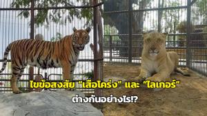 ไขข้อสงสัย “เสือโคร่ง” และ “ไลเกอร์” ต่างกันอย่างไร!?