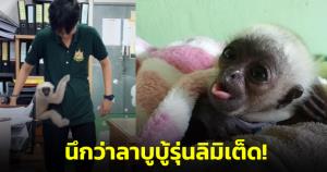 นึกว่าลาบูบู้รุ่นลิมิเต็ด! ชมคลิป "น้องกองกอย ชะนีมงกุฎ" ปีนป่ายเจ้าหน้าที่ไม่ห่าง