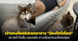เจ้าของใหม่อัปเดตอาการ "น้องไซบีเรียน" สบายดี กินอิ่ม นอนหลับ ชาวเน็ตแห่เมนต์ขอบคุณ