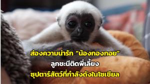 ส่องความน่ารัก “น้องกองกอย” ลูกชะนีติดพี่เลี้ยง ซุปตาร์สัตว์ที่กำลังดังในโซเชียล