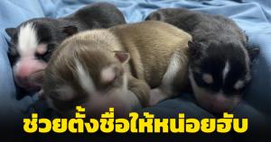 ชื่ออะไรดี! เจ้าของใหม่ "เล็ก เล็ก" ถามชาวเน็ตตั้งชื่อให้ทั้ง 3 หน่อว่าอะไรดี