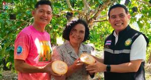 ผลผลิตออกแล้ว!! หมู่บ้านกระท้อนนาปริกเปลือกบางเนื้อนุ่ม เตรียมจัดงานกระท้อนหวานสตูล 12-15 ก.ค.นี้