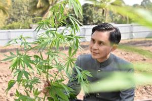 “ปานเทพ” ยกเหตุช่วงคลายล็อก สุดท้ายยากัญชาไม่ถึงมือประชาชน เพราะหมอบางคนมีอคติ ผลประโยชน์ทับซ้อน