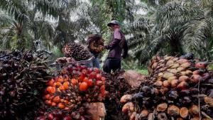 ORขานรับนโยบายรัฐช่วยแก้ปัญหาราคาน้ำมันปาล์มตกต่ำ