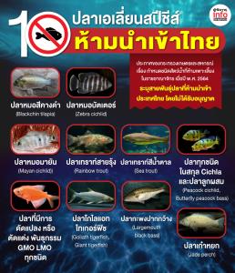 10 ปลาเอเลี่ยนสปีชีส์ ห้ามเลี้ยง-ห้ามนำเข้าไทย
