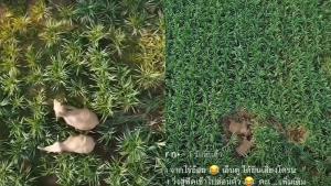 เอ็นดู! ช้างป่า 2 ตัวพากันวิ่งหนีเสียงโดรนก่อนแอบหลับกลางป่าอ้อย