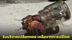 อุทยานฯ วอนช่วยบริจาคเปลือกหอยเหลือจากการบริโภค เพื่อเป็นบ้านให้ “ปูเสฉวน”