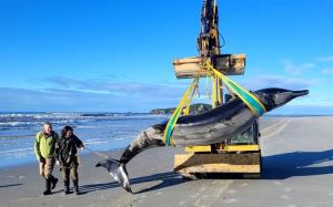 ลางบอกเหตุ!? วาฬหายากที่สุดในโลกเกยตื้นตายชายหาดนิวซีแลนด์