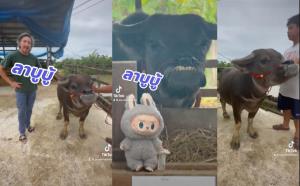 น่ารักไม่เบา! "พ่อเลี้ยงเจ" เปิดตัวน้องควายหน้าลาบูบู้
