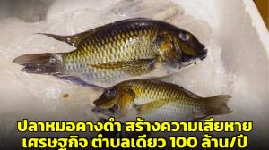 งานวิจัยชี้ “ปลาหมอคางดำ” สร้างความเสียหายต่อเศรษฐกิจตำบลเดียว 100 ล้านต่อปี