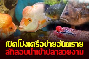 เปิดโปงเครือข่ายลักลอบนำเข้าปลาสวยงาม ฉก. พญานาคราชเข้าจับกุม ลักลอบนำเจ้าปลาผิดกฎหมาย วอนรัฐเอาจริง!