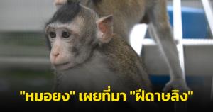 "หมอยง" เผย ที่มา "ฝีดาษลิง" คาด "หนู" นำมาแพร่สู่คน