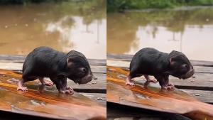 ทุกชีวิตมีคุณค่า! สาวพายเรือช่วยชีวิตตัวตุ่นหนีน้ำท่วม