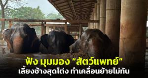 "สัตวแพทย์" เผยน้ำท่วมเชียงใหม่กระทบหลายปางช้าง แต่ที่แห่งหนึ่งเลี้ยงแบบสุดโต่ง ทำเกิดข้อจำกัดการย้ายช้างมากขึ้น