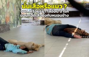นั่นเสือหรือแมว ? จนท. "ศรีอยุธยา ไลอ้อน ปาร์ค” นอนพักผ่อน กอดเสือยังกับหมอนข้าง