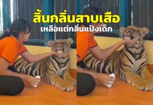 เลี้ยงเสือแบบไทยๆ “อาบน้ำ+ทาแป้ง” ชาวเน็ตแซว “หมดแล้วกลิ่นสาบเสือ เหลือแต่กลิ่นแป้งเด็ก”
