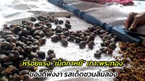 หรอยแรง “เม็ดกาหยี” เกาะพระทอง ของดีพังงา รสเด็ดชวนลิ้มลอง