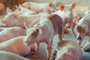 คนเลี้ยงหมู เตรียมบุกทำเนียบฯ ค้านนำเข้าหมู ป้องอาชีพก่อนล่มสลาย