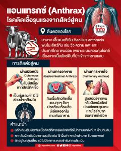 แอนแทรกซ์ (Anthrax) โรคติดเชื้อรุนแรงจากสัตว์สู่คน