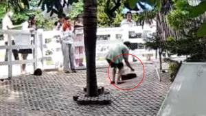 เจ้าของคาเฟ่เขาใหญ่เดือด!! ลูกค้าต่างชาติไม่สนกฎ อุ้มกระต่ายทำตกพื้น รีบเดินออกไม่รับผิดชอบ