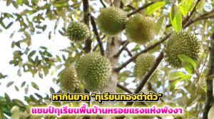 หากินยาก “ทุเรียนทองตำตัว” แชมป์ทุเรียนพื้นบ้านหรอยแรงแห่งพังงา