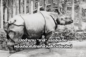 ปิดตำนาน “กาลิ” แรดอินเดียหนึ่งเดียวในไทยที่สวนสัตว์เชียงใหม่